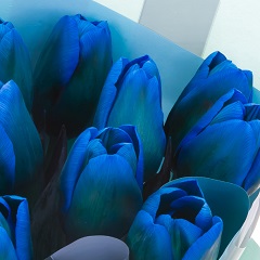 Стоковые фотографии по запросу Синие тюльпаны