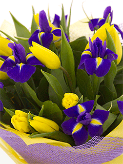 Букет цветов из 11 желтых тюльпанов и 6 синих ирисов