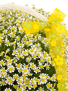 Открытки с днем рождения полевые цветы - 76 фото